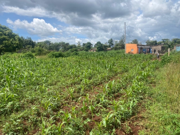1/4 Acre Land for Sale in Muguga, Thika