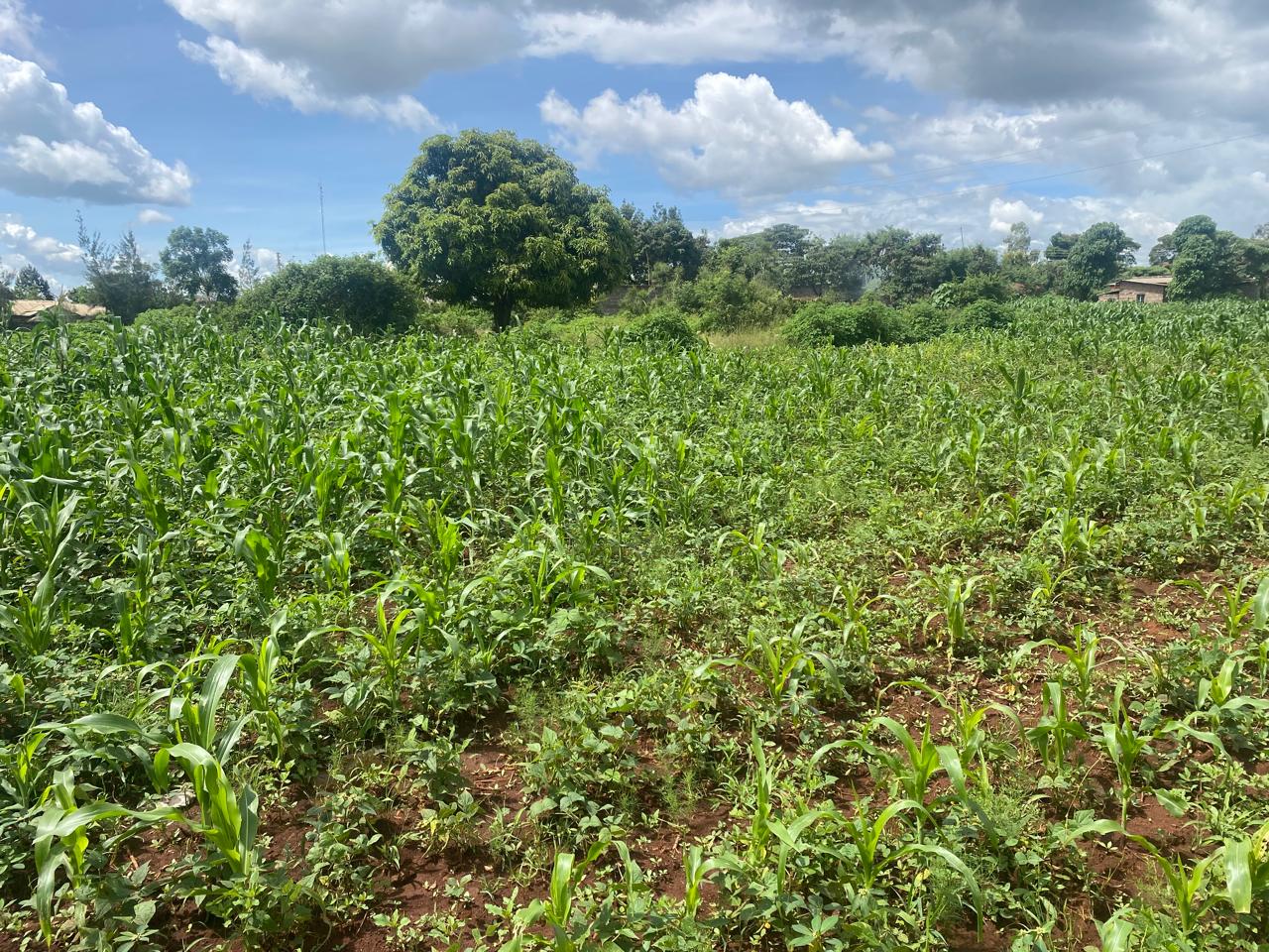 1/4 Acre Land for Sale in Muguga, Thika