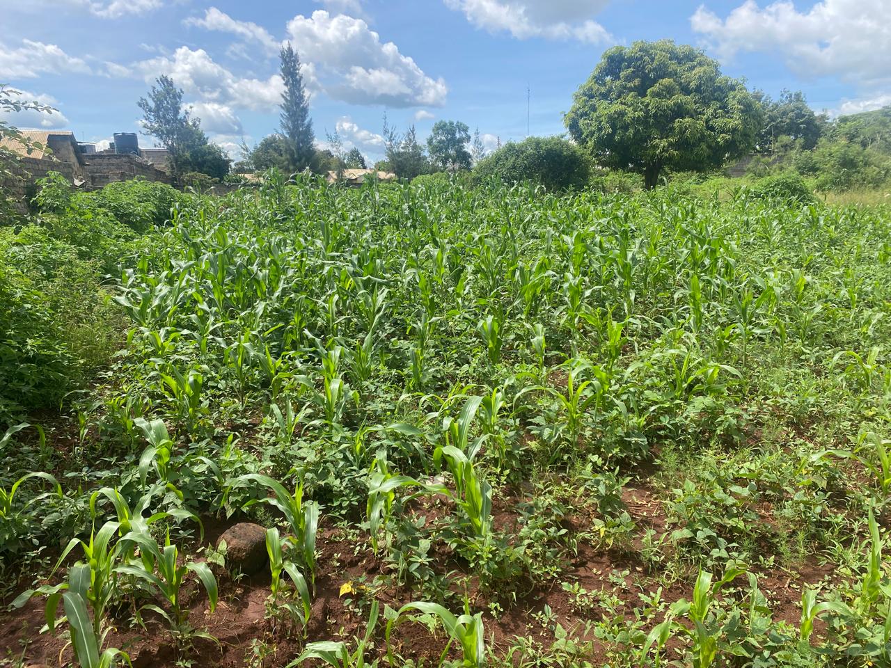 1/4 Acre Land for Sale in Muguga, Thika